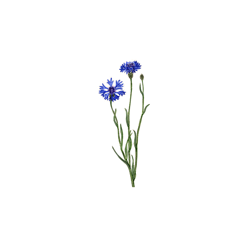 Hydrolat de fleurs de Bleuet bio*