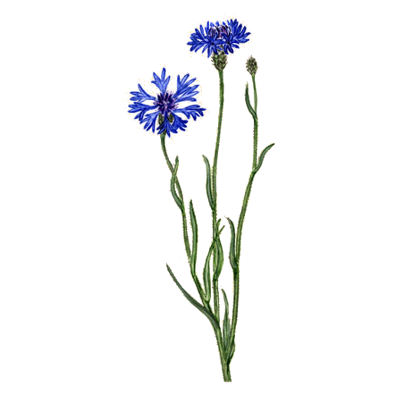 Hydrolat de fleurs de Bleuet bio*