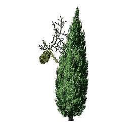 Hydrolat de Cyprès Bio