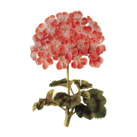 Hydrolat de Géranium Bourbon Bio