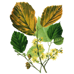 Hydrolat Hamamélis virginiana Bio