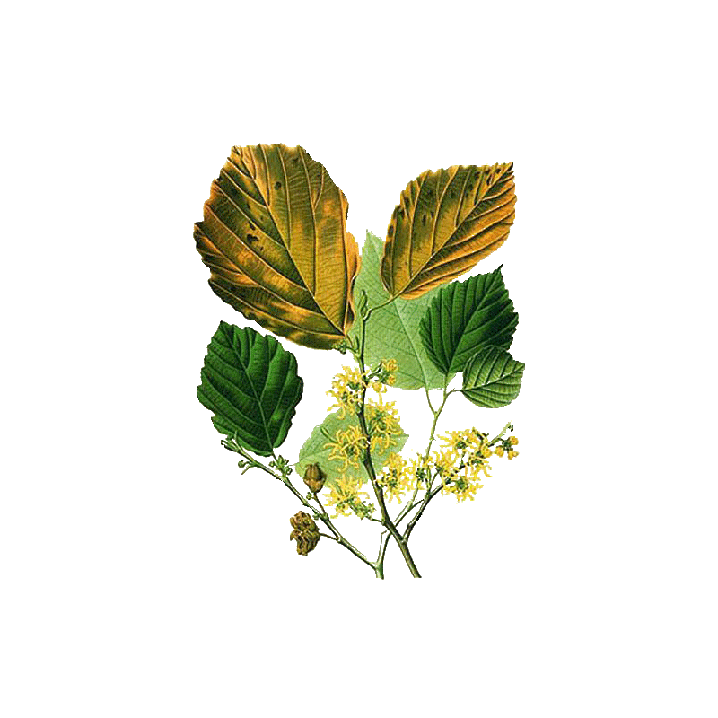 Hydrolat Hamamélis virginiana Bio