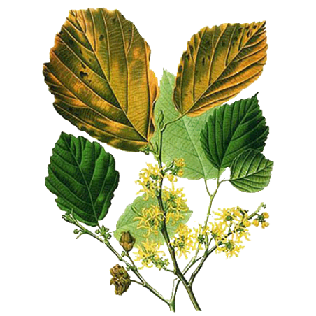 Hydrolat Hamamélis virginiana Bio