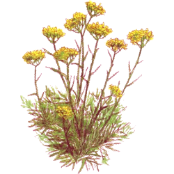 Hydrolat Helichryse Italienne Bio (Immortelle)