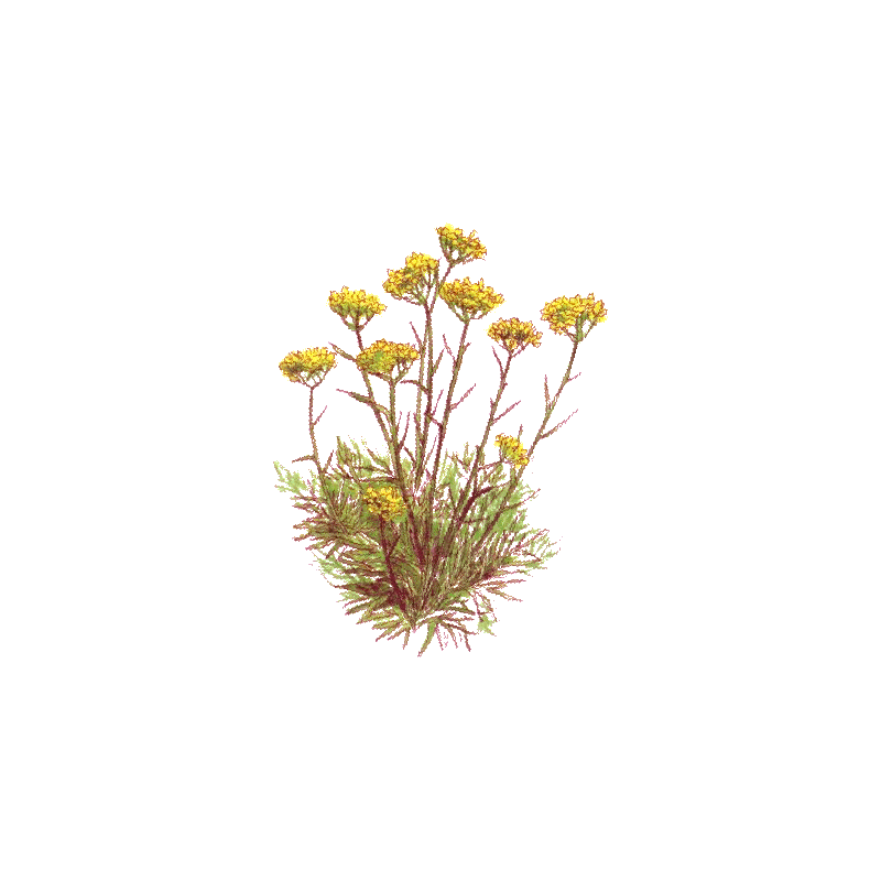 Hydrolat Helichryse Italienne Bio (Immortelle)