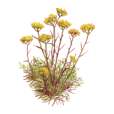 Hydrolat Helichryse Italienne Bio (Immortelle)