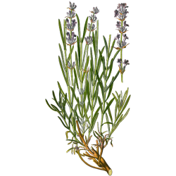 Hydrolat de Lavande Officinale Bio