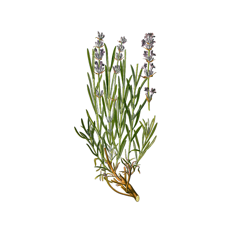 Hydrolat de Lavande Officinale Bio