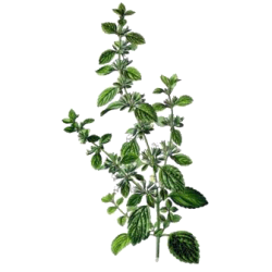 Hydrolat de Mélisse officinale Bio