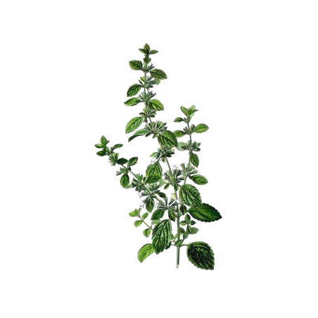 Hydrolat de Mélisse officinale Bio