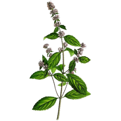 Hydrolat de Menthe poivrée Bio (Mentha piperita)