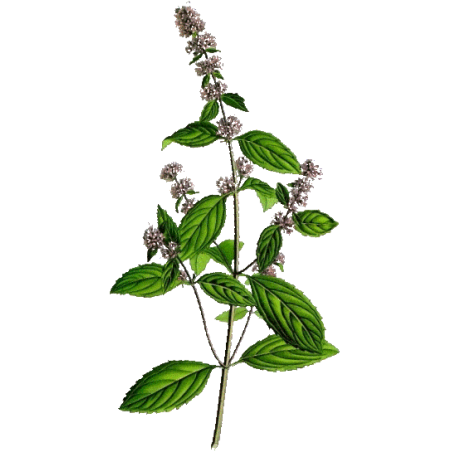 Hydrolat de Menthe poivrée Bio (Mentha piperita)