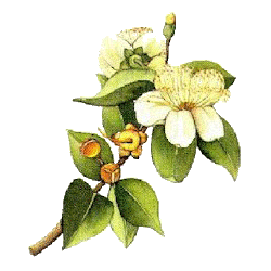 Hydrolat de Myrte Verte Bio