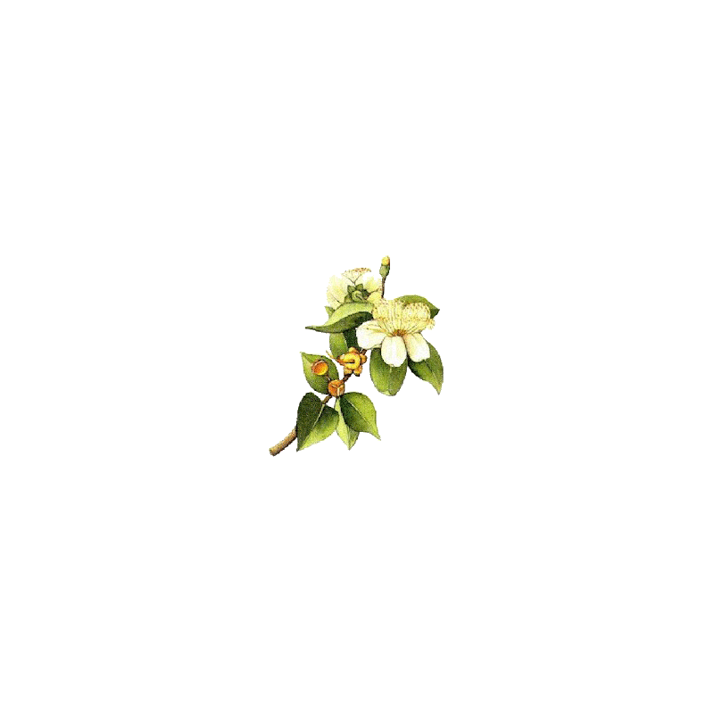 Hydrolat de Myrte Verte Bio