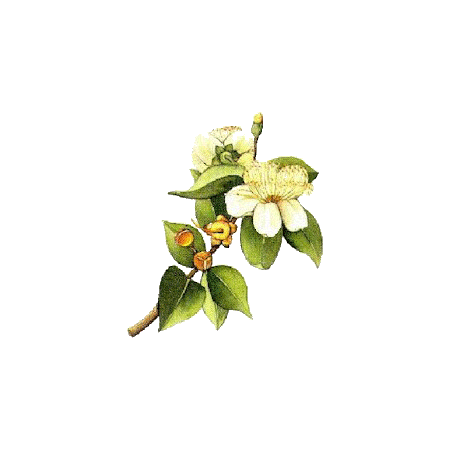 Hydrolat de Myrte Verte Bio