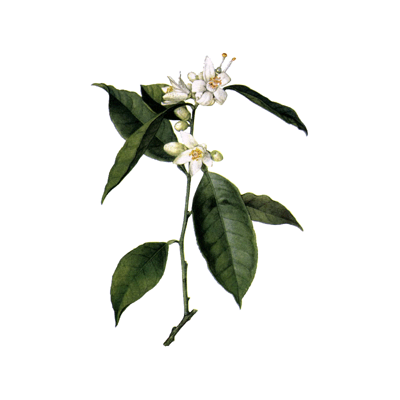 Hydrolat de fleurs d'Oranger Bio