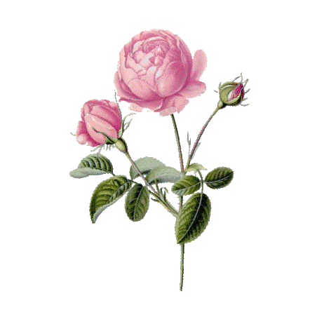 Hydrolat de Rose de Damas Bio