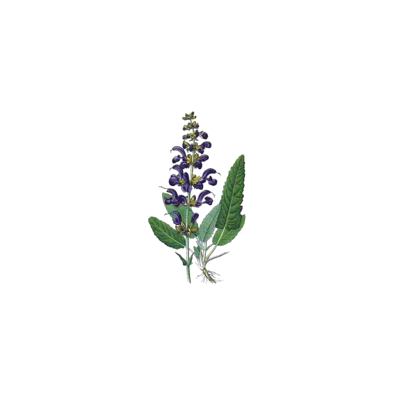 Hydrolat de Sauge Officinale Bio