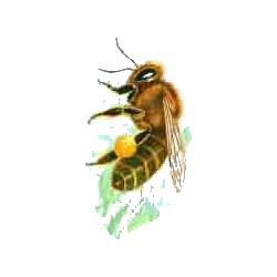 Propolis pure extrait concentré EC à 53%