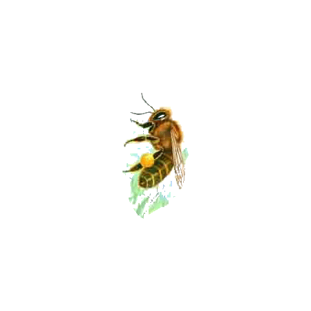 Propolis pure extrait concentré EC à 53%