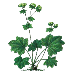 Alchemille Bio en gélules (Alchemilla vulgaris)