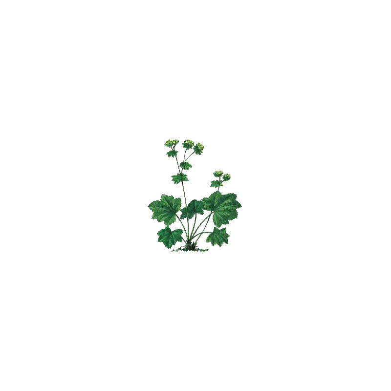 Alchemille Bio en gélules (Alchemilla vulgaris)