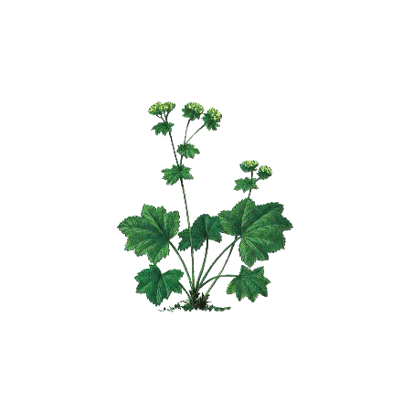 Alchemille Bio en gélules (Alchemilla vulgaris)