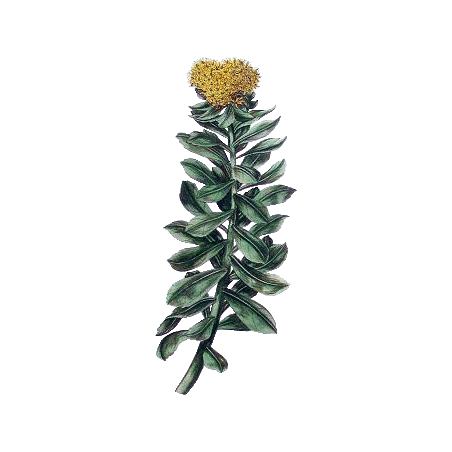 Rhodiola Rosea extrait en gélules (Sedum roseum)