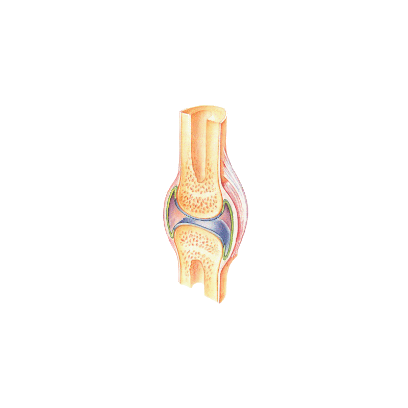 Articulations & muscles HQ mélange en massage huiles essentielles bio