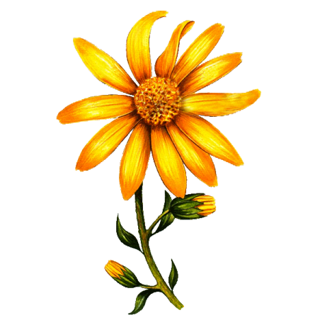 Huile végétale Arnica Bouleau macérat Bio*