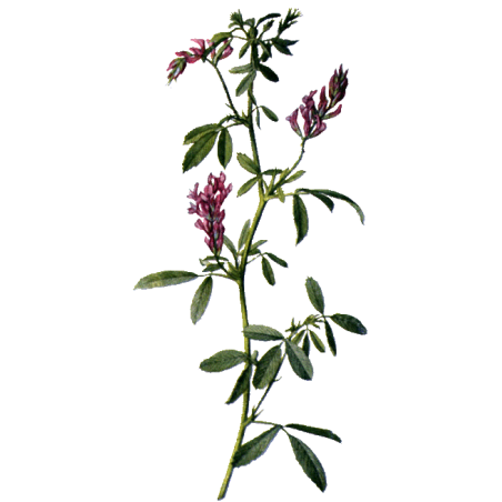 Alfalfa ou Luzerne bio en gélules (Medicago sativa)