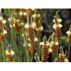 Psyllium blond bio en gélules (Plantago ovata)