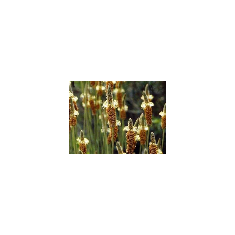Psyllium blond bio en gélules (Plantago ovata)