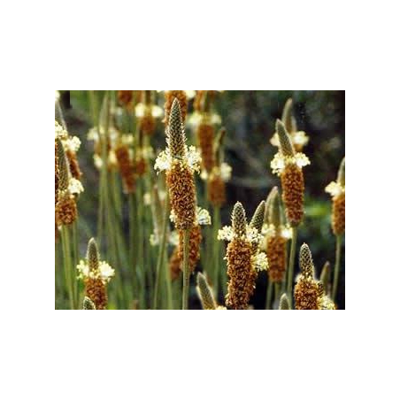 Psyllium blond bio en gélules (Plantago ovata)