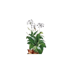Ail des Ours Bio en gélules (Allium ursinum)