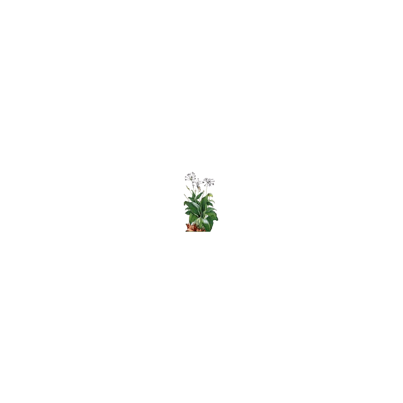 Ail des Ours Bio en gélules (Allium ursinum)