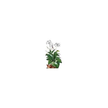 Ail des Ours Bio en gélules (Allium ursinum)