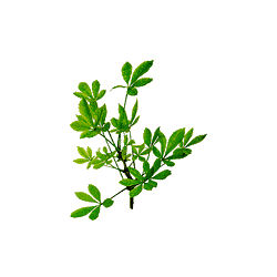 Eleuthérocoque bio en gélules (Eleutherococcus senticosus)