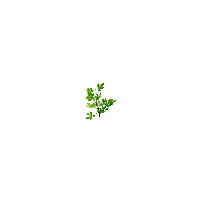 Eleuthérocoque bio en gélules (Eleutherococcus senticosus)