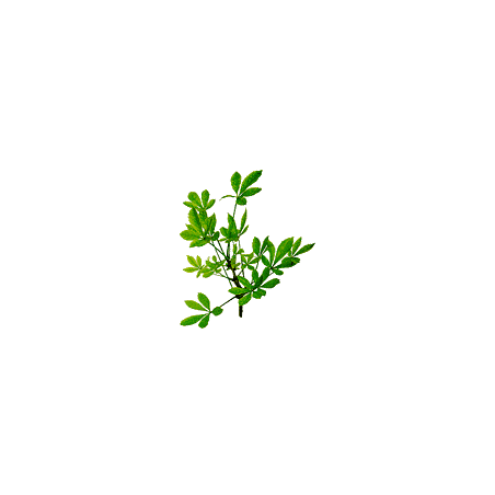 Eleuthérocoque bio en gélules (Eleutherococcus senticosus)