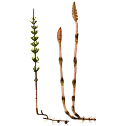 Prêle bio en gélules reminéralisant (Equisetum arvense)