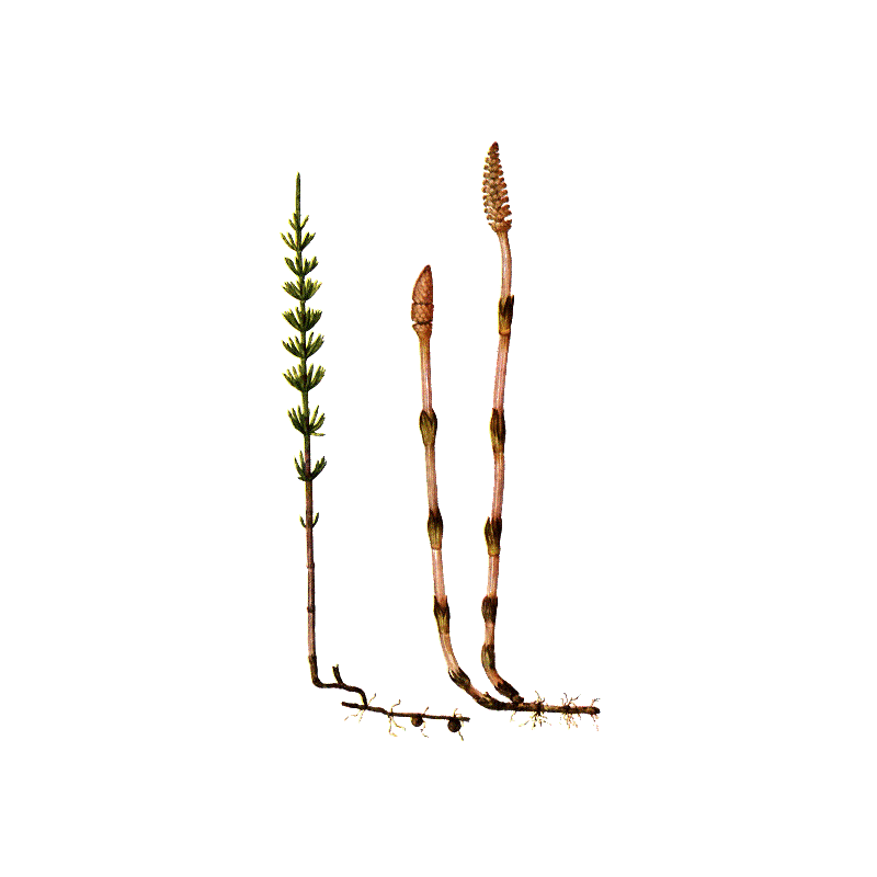 Prêle bio en gélules reminéralisant (Equisetum arvense)
