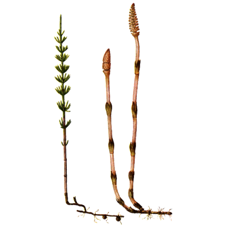 Prêle bio en gélules reminéralisant (Equisetum arvense)