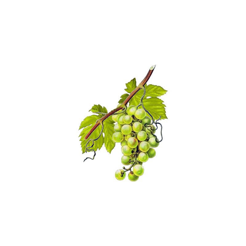 Vigne Rouge Bio en gélules pour la circulation (Vitis vinifera)