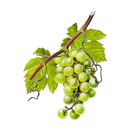 Vigne Rouge Bio en gélules pour la circulation (Vitis vinifera)