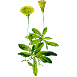 Piloselle Bio en gélules (Hieracium pilosella)