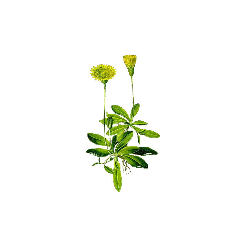 Piloselle Bio en gélules (Hieracium pilosella)