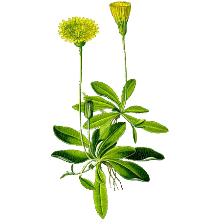 Piloselle Bio en gélules (Hieracium pilosella)