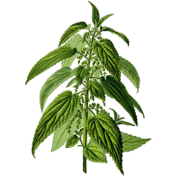 Ortie Piquante racine Bio en gélules (Urtica dioïca)