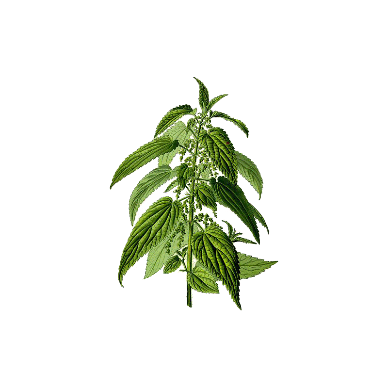 Ortie Piquante racine Bio en gélules (Urtica dioïca)